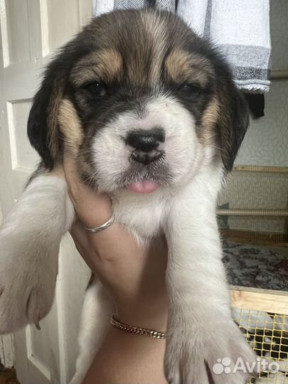 Щенки бигль