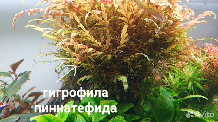 Аквариумные растения, монте карло (почвопокровка)