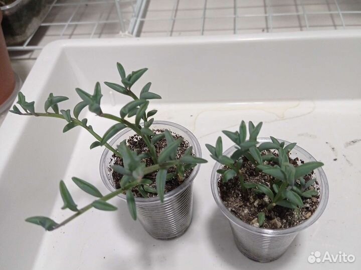 Крестовник перегринус, прыгающие дельфинчики