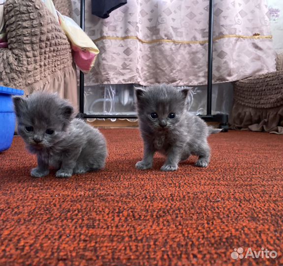 Шотландские котята