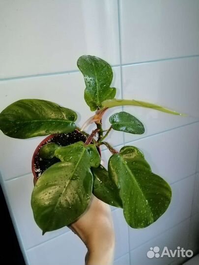 Филодендрон squamiferum, мюленбекия