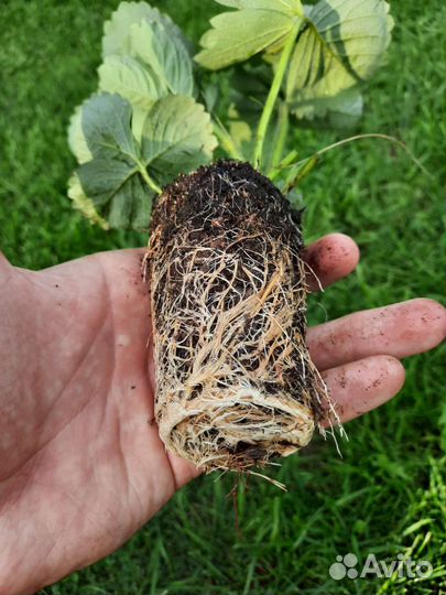 Клубника Клери саженцы