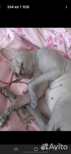 Донской сфинкс