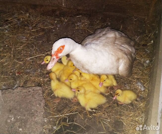 Продам индоутят