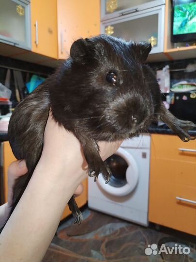 Случка морской свин