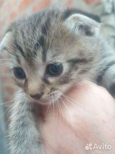 Котята вислоухие