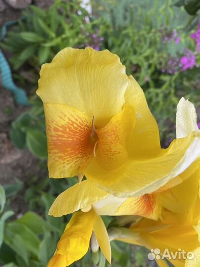 Клубни канны