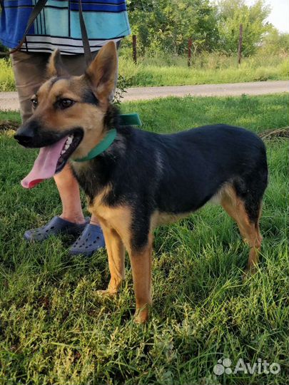 Две собаки друзьяшки в поисках дома