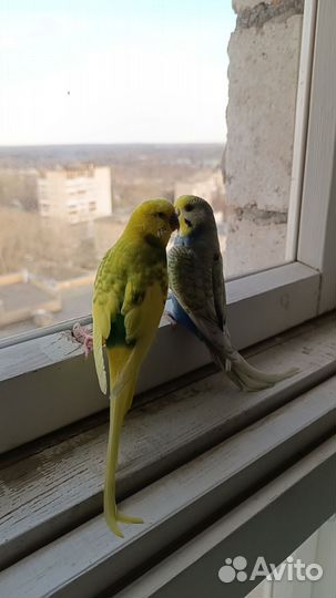 Волнистый попугай с клеткой
