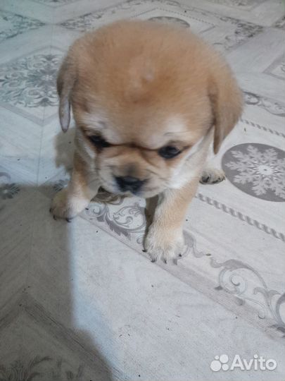 Метис мопса