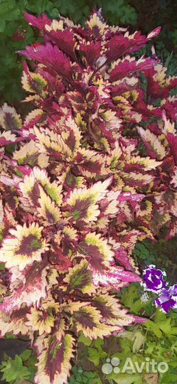 Колеусы вегетативные