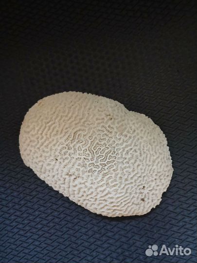 Коралл мозговик