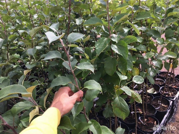 Саженцы плодовых деревьев и кустарников