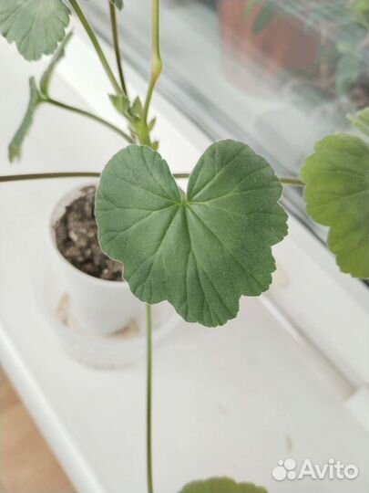 Пеларгония герань