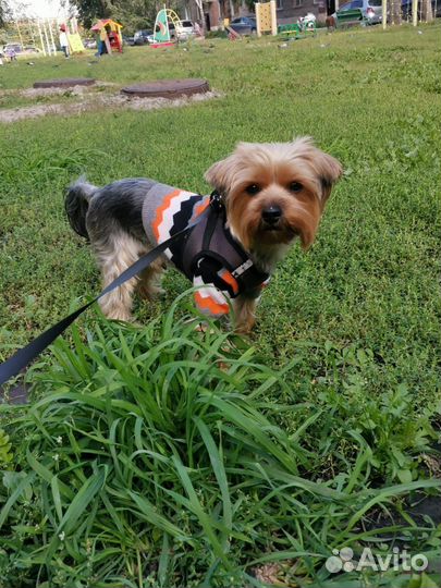 Йоркширский терьер вязка мальчик