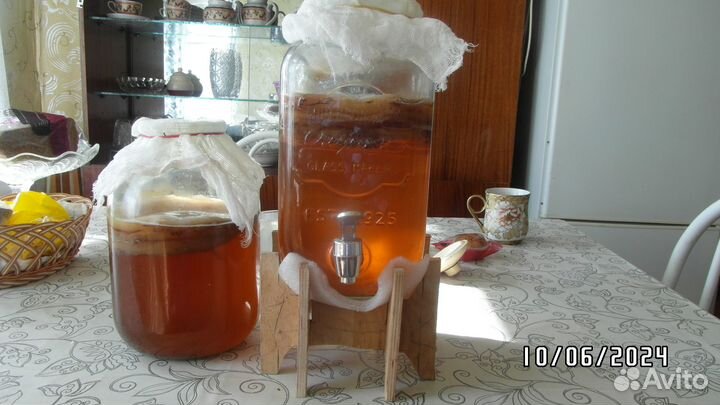 Чайный гриб комбуча