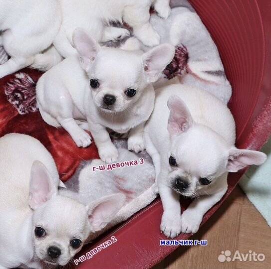 Красивые щенки чихуахуа