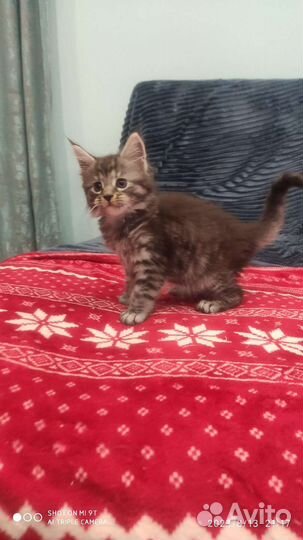 Котята Мейн Кун