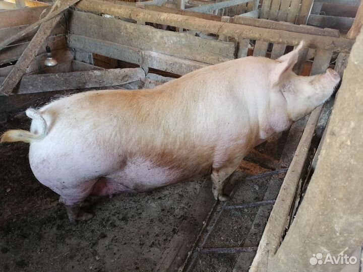 Свиноматки, хряк