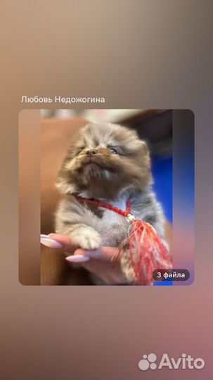 Шоко мрамор шпиц