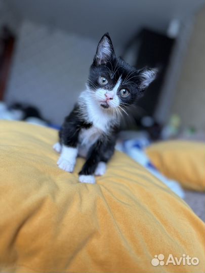 Кошка в дар