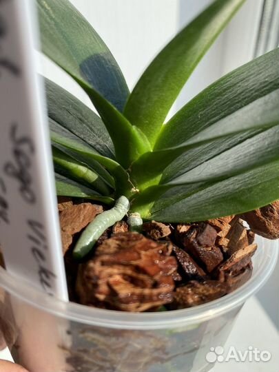 Орхидея Phal. Sogo Vieker '456'