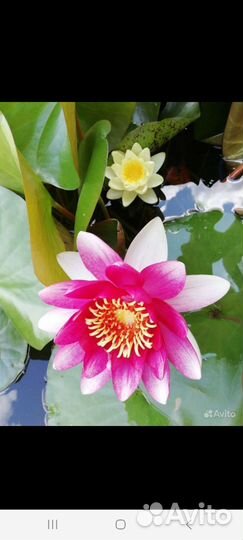 Растения для пруда. Нимфеи