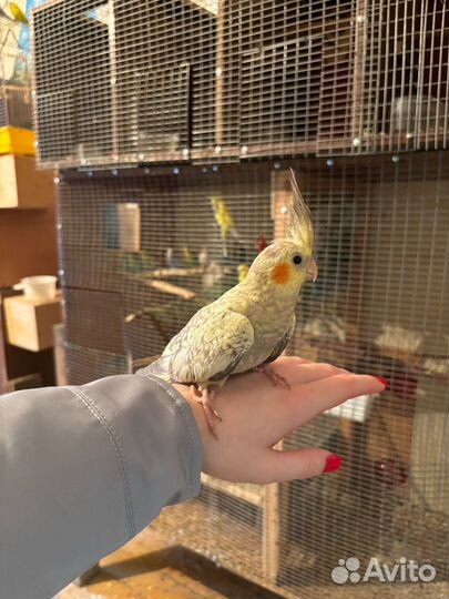 Попугай корелла