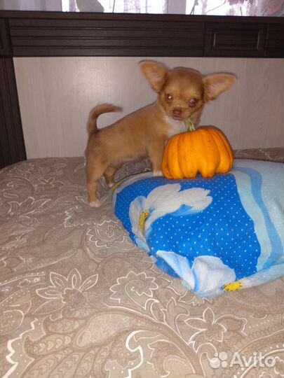 Эксклюзивчик