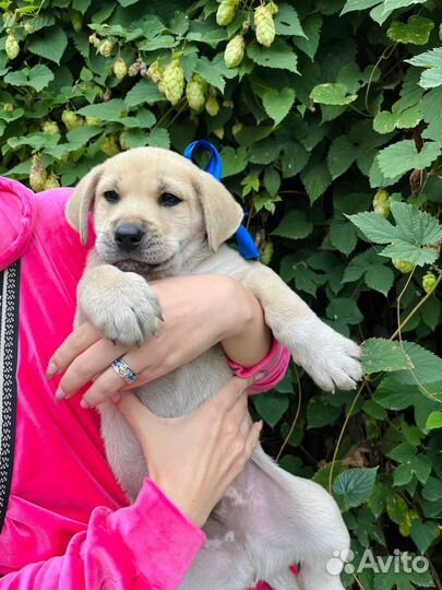 Щенок мальчик