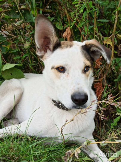 Собака в добрые руки отдам бесплатно