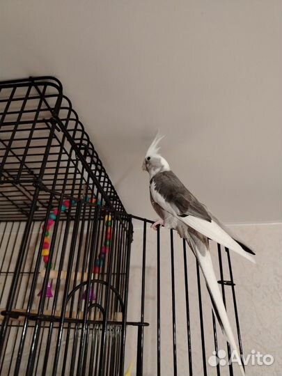 Попугай корелла девочка