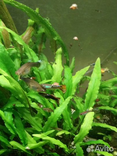 Рыбки гуппи