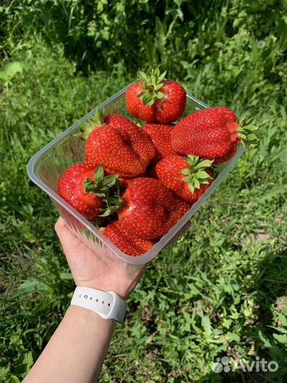 Рассада клубники