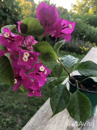 Бугенвиллия цветущая