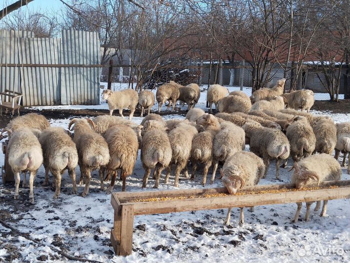 Курдючные бараны
