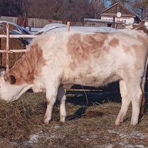 Телки стельные