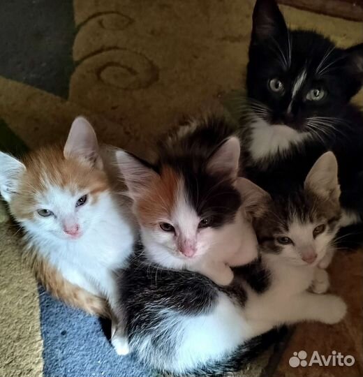 Кошка в дар бесплатно