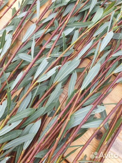 Лоза для плетения и поделок