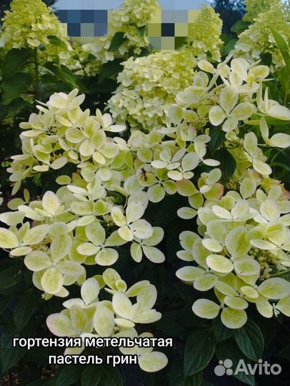 Гортензия метельчатая