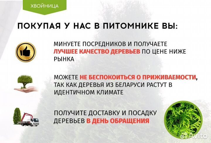 Туи в ассортименте: Колумна, Брабант, Смарагд