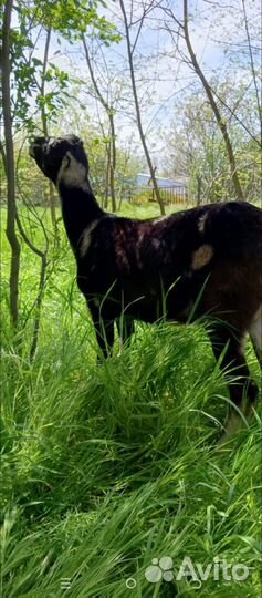 Продается козочка Ламанча