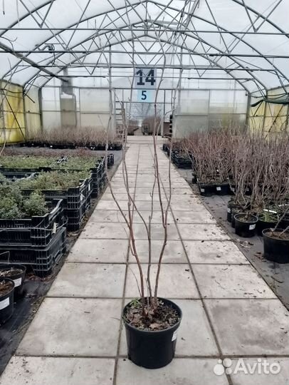 Крыжовник, смородина