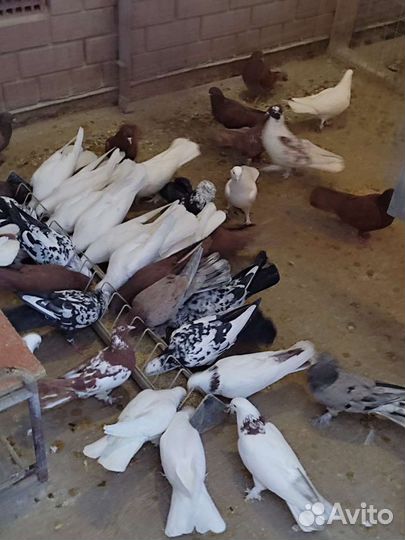 Голуби бойные ширики