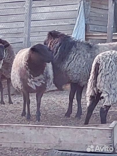 Баран производитель