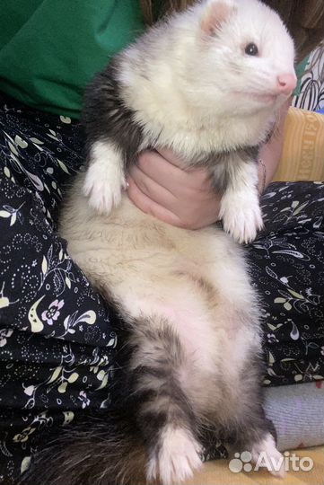 Вязка хорька