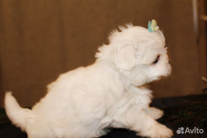 Щенки Мальтезе мини