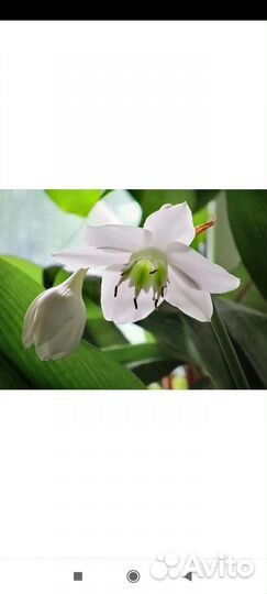 Фикус мокламе, эухарис/амазонская лилия