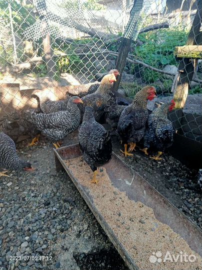 Молодые петухи