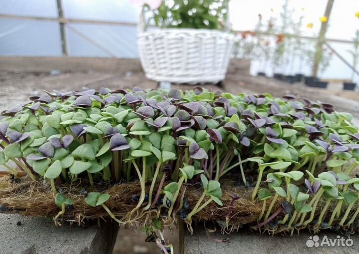 Микрозелень